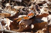 Aglais io