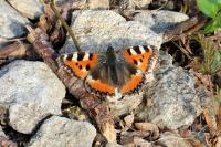 Aglais urticae