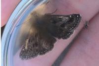 Erynnis tages