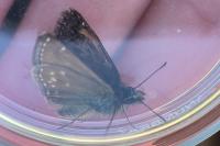 Erynnis tages