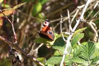 Aglais io