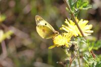 Colias hyale/alfacariensis