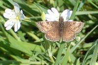Erynnis tages