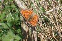 Polygonia c-album