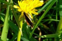 Lycaena phlaeas