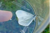 Leptidea sinapis/juvernica