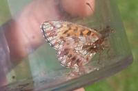 Boloria dia