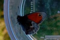 Coenonympha pamphilus