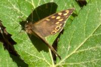 Pararge aegeria