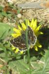 Spialia sertorius