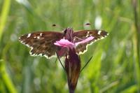 Carcharodus alceae alceae