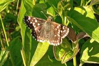 Pyrgus