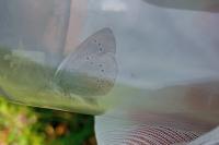 Cyaniris semiargus