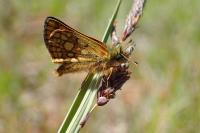 Carterocephalus palaemon