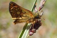 Carterocephalus palaemon