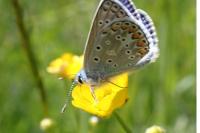 Polyommatus icarus