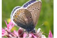 Polyommatus icarus
