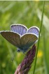 Cyaniris semiargus