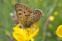 Lycaena tityrus