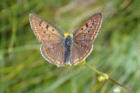Lycaena tityrus