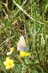 Coenonympha pamphilus