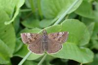 Erynnis tages