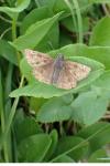 Erynnis tages