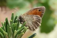 Coenonympha pamphilus