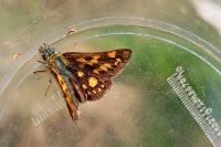 Carterocephalus palaemon