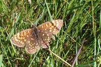Melitaea diamina