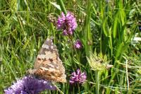 Vanessa cardui