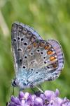 Polyommatus icarus