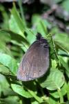 Erebia meolans