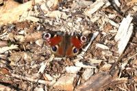 Aglais io