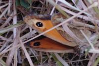 Pyronia tithonus