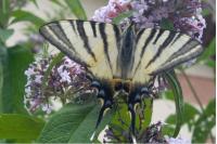 Iphiclides podalirius