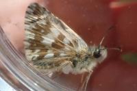 Pyrgus armoricanus
