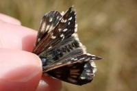 Pyrgus armoricanus