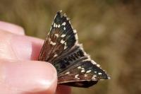 Pyrgus armoricanus