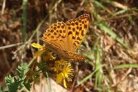 Argynnis paphia