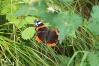 Vanessa atalanta