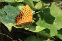 Argynnis paphia