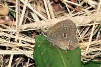 Aphantopus hyperantus