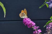Argynnis paphia