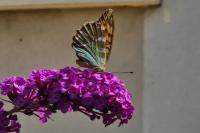 Argynnis paphia