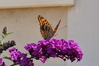 Argynnis paphia