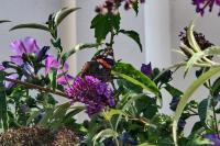 Vanessa atalanta