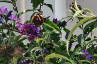 Vanessa atalanta