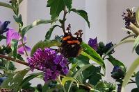 Vanessa atalanta
