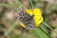 Pyrgus malvae